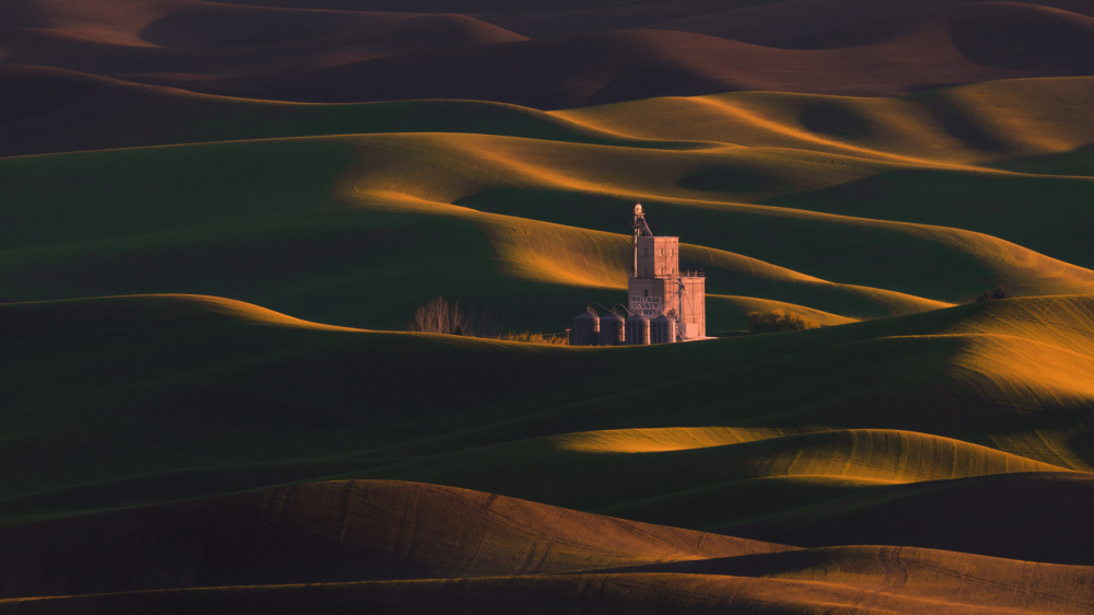 Golden Wheat Field von DonnaHom