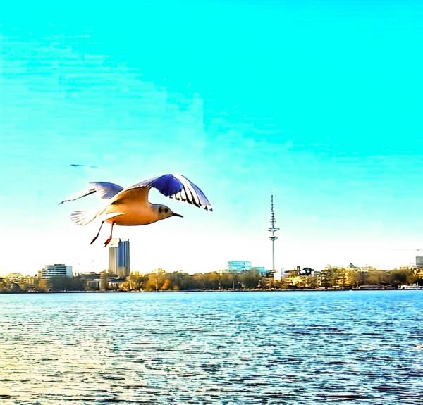 Möwe über der Alster in Hamburg von Doris Beckmann