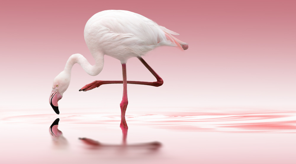 Flamingo von Doris Reindl