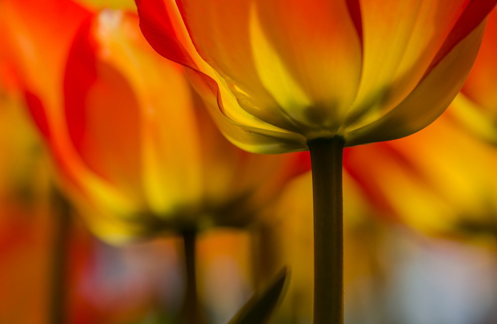 Under the tulip von Dorit Berkovits