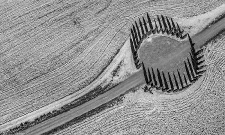 Cypresses in a circle