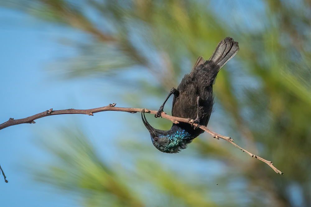 Standing upside down von Doron Margulies