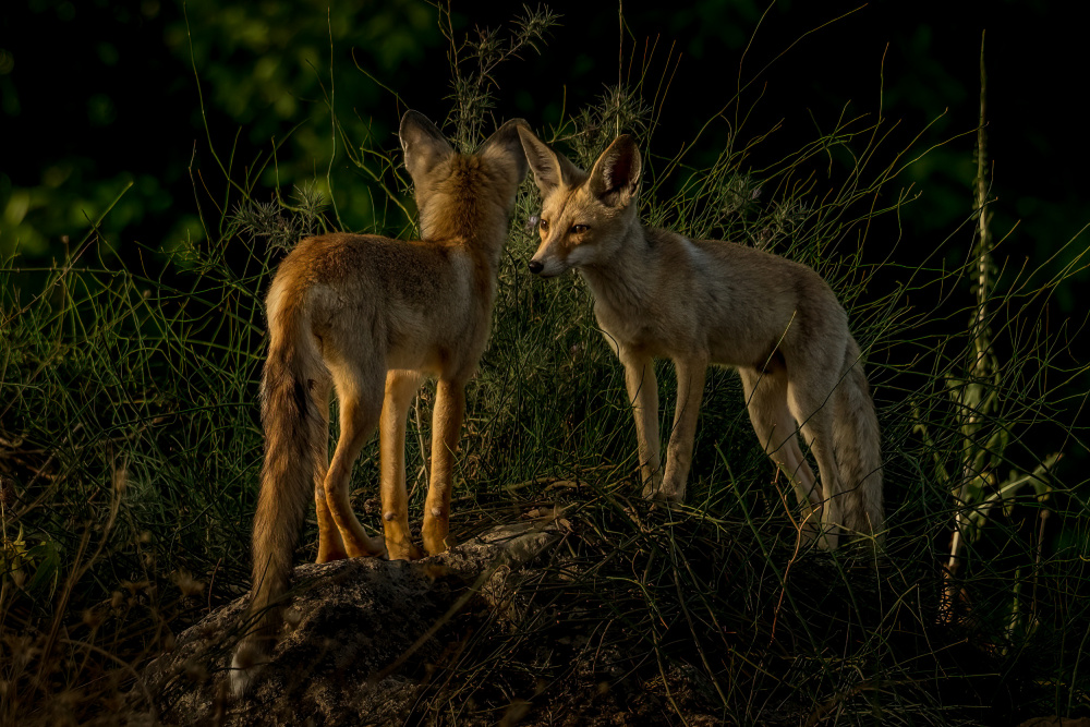 Brothers von Doron Margulies