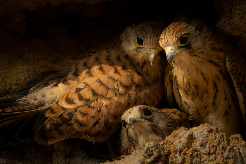 The three brothers von Doron Margulies