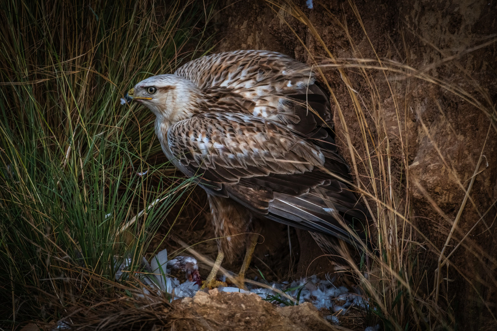 Long-legged buzzard and his prey von Doron Margulies