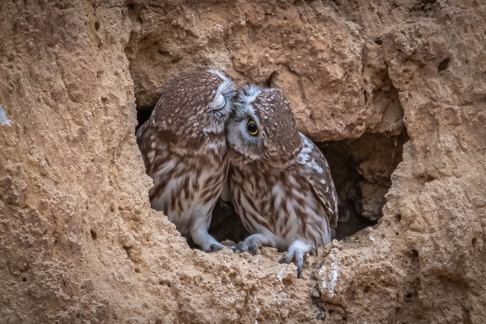 Love is in the air von Doron Margulies