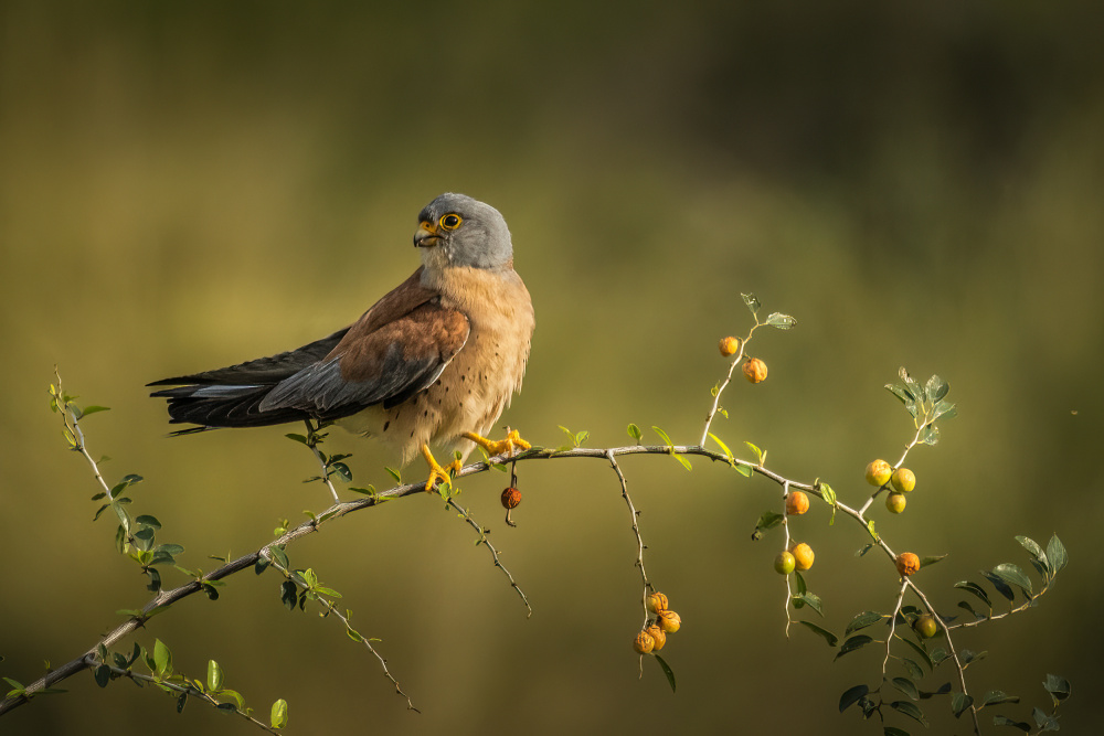 Looking at me from fasr away von Doron Margulies