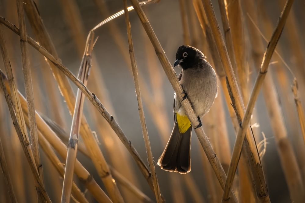 Hiding von Doron Margulies