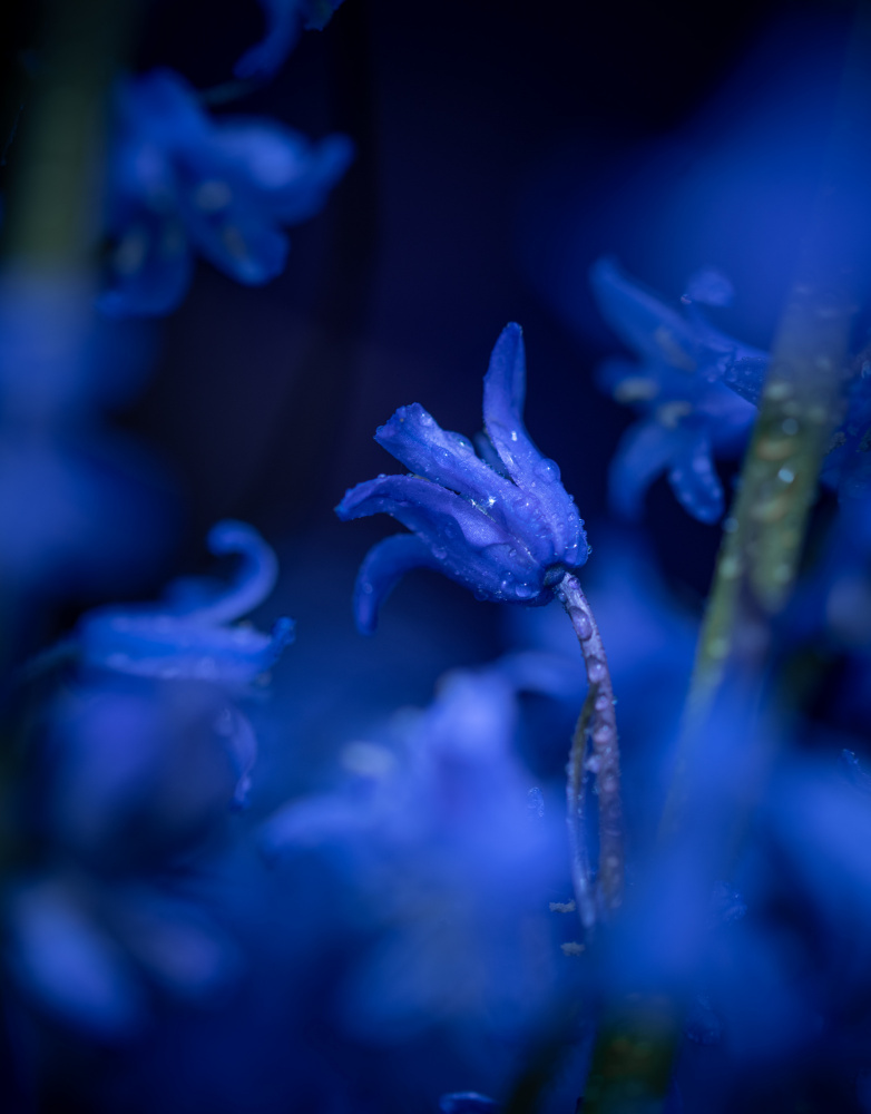 Tinkerbell in purple von Dorte Irene Sattrup Lund-Nielsen