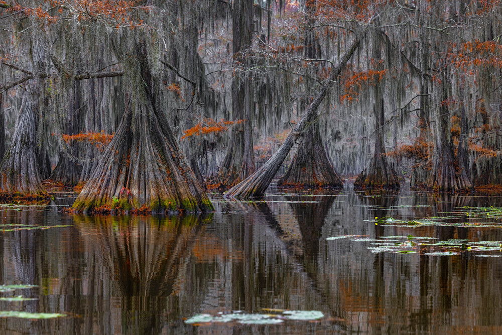 Otherworld Cypress von Doug Sandquist