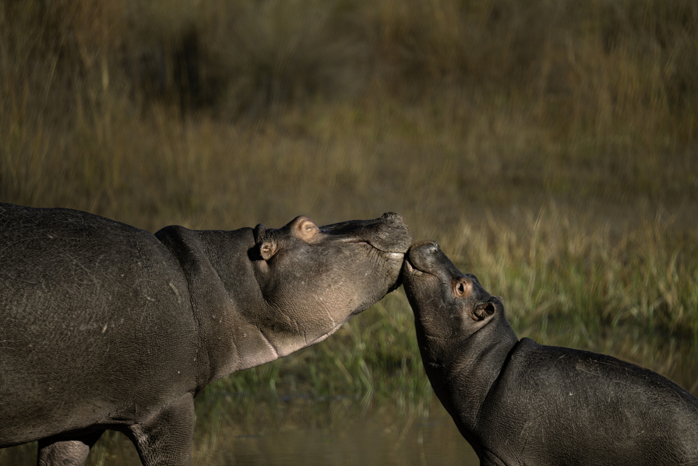 Playful Hippos von Dovi Schamroth