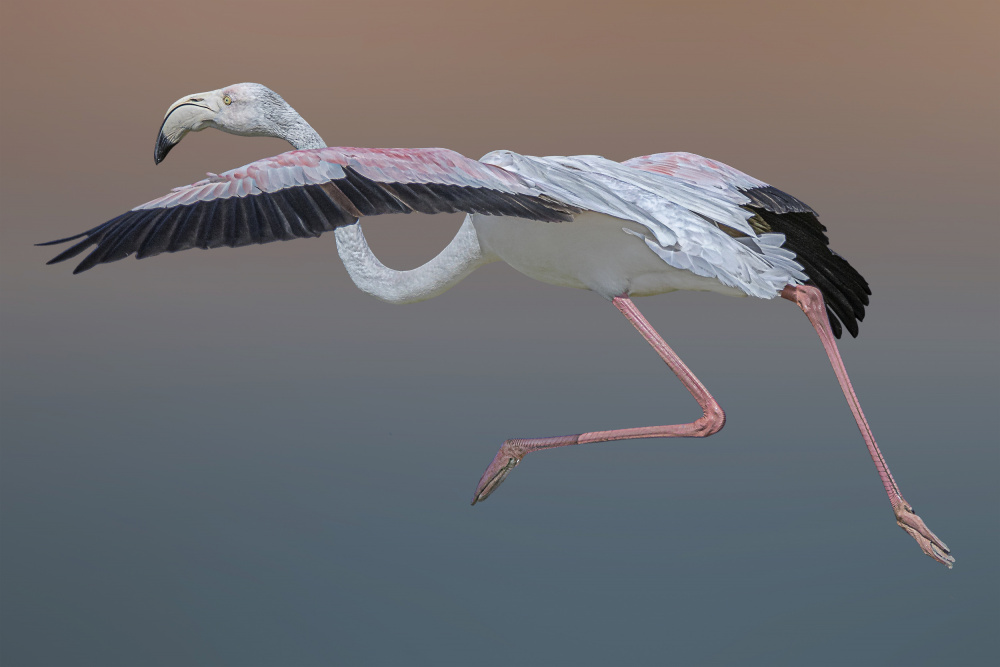 Flamingo Escape von Dr. Eman ELghazzawy