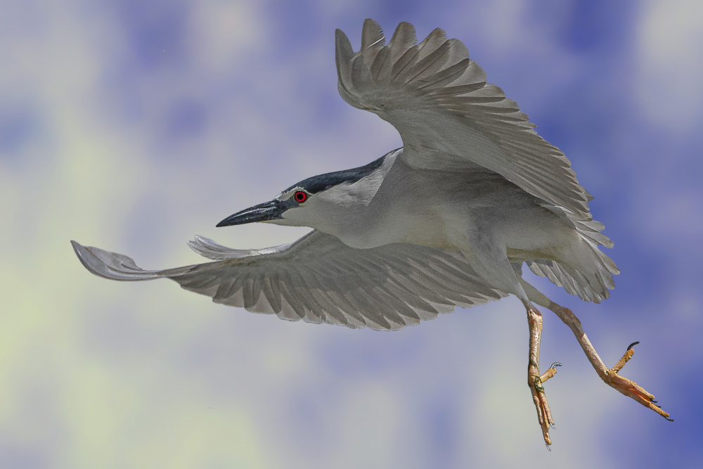 Night Heron Dance von Dr. Eman ELghazzawy