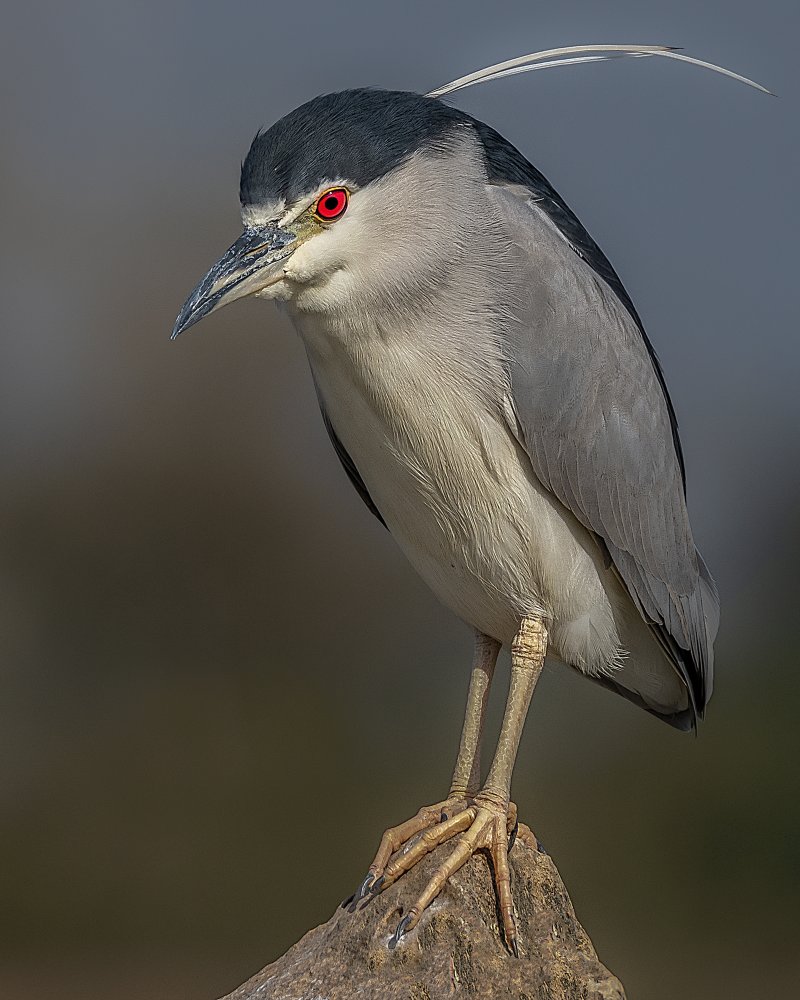 Portrait of a night heron von Dr. Eman ELghazzawy