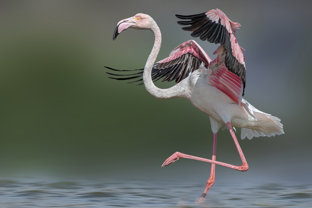 Dancing Flamingo von Dr. Eman ELghazzawy