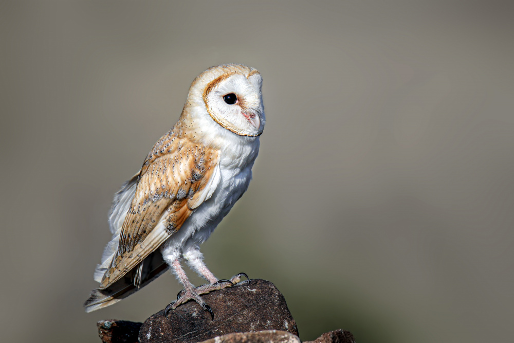 Barn owl von Dr SS Suresh