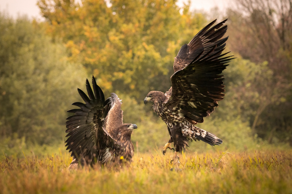 Eagle fight von Dr. Zahi Ben-Aroya