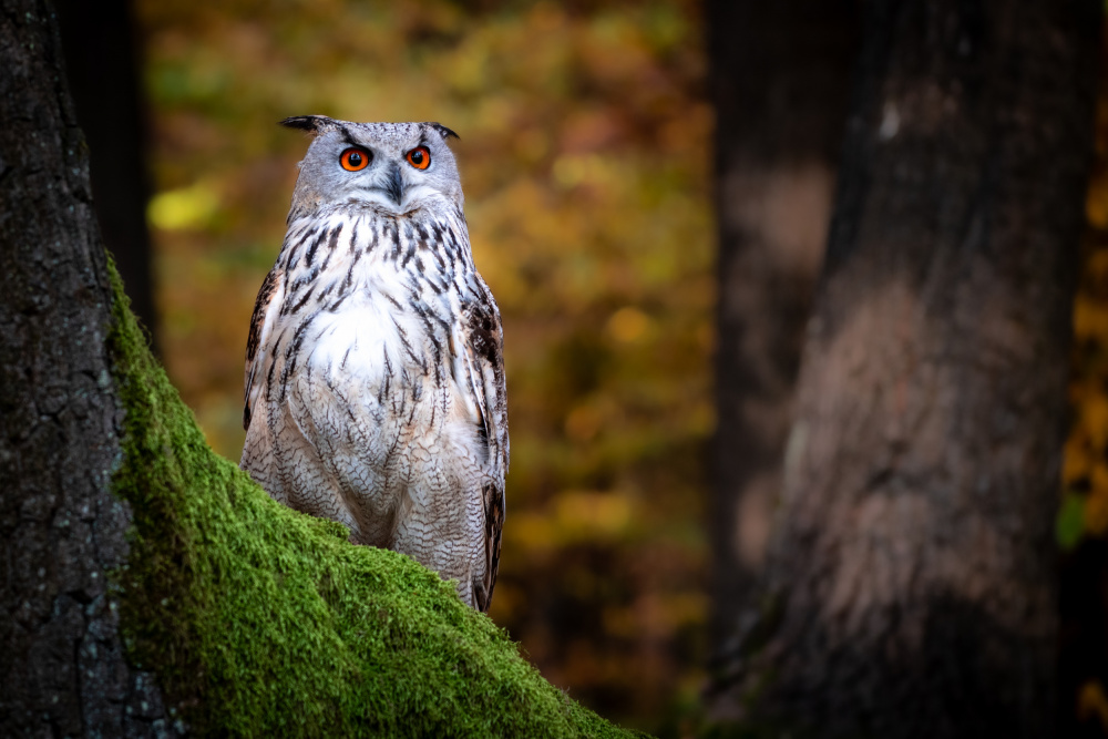 Look of Wisdom von Dr. Zahi Ben-Aroya