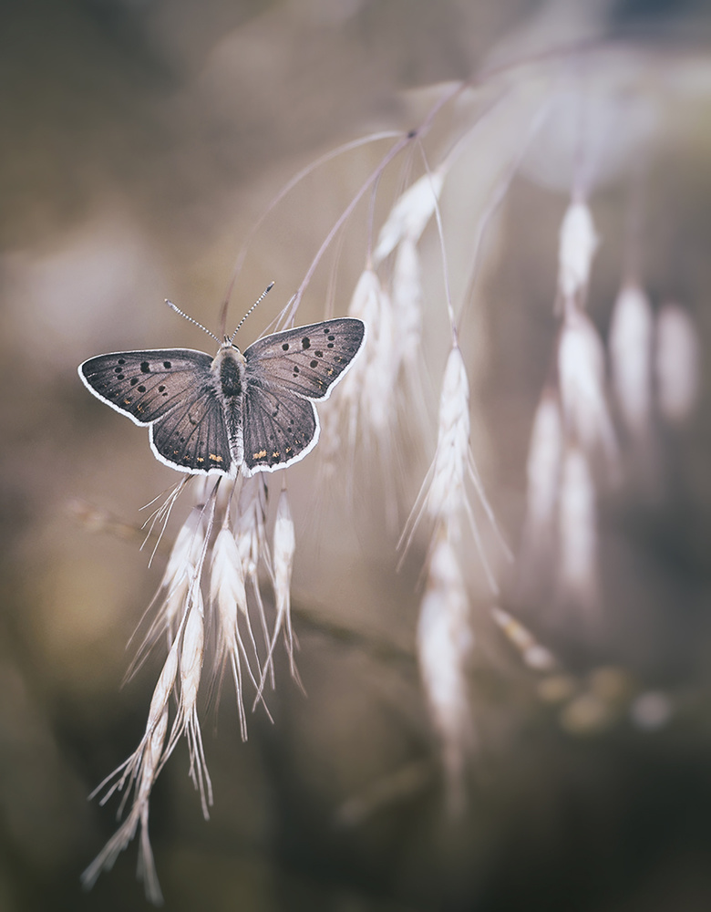 a quiet butterfly von Dragana Trajkovic