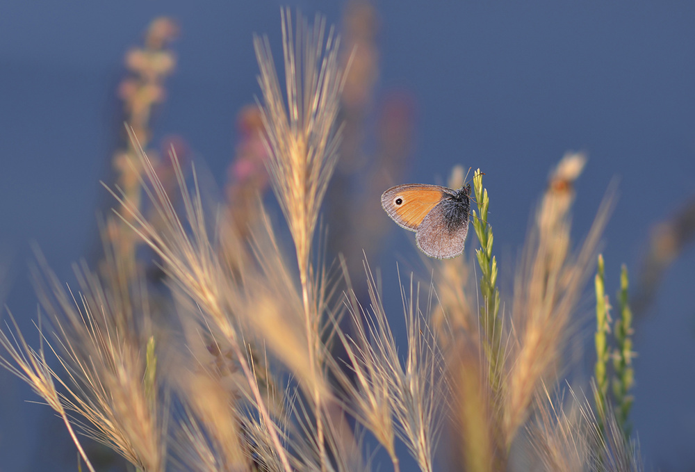 Butterfly world von Dragana Trajkovic