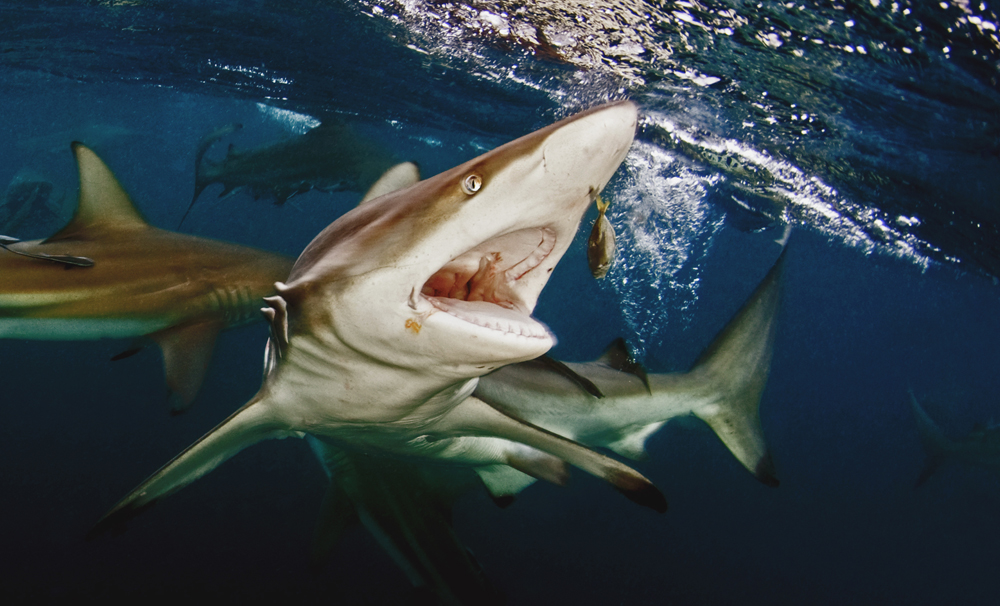 Feeding oceanic blacktip shark von Dray Van Beeck