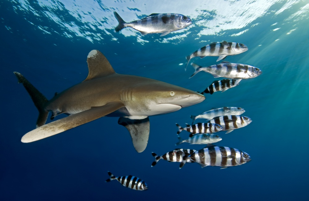 Oceanic whitetip shark (Carcharhinus longimanus) von Dray Van Beeck