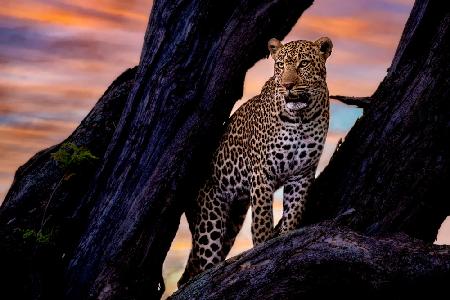 Leopard on the tree