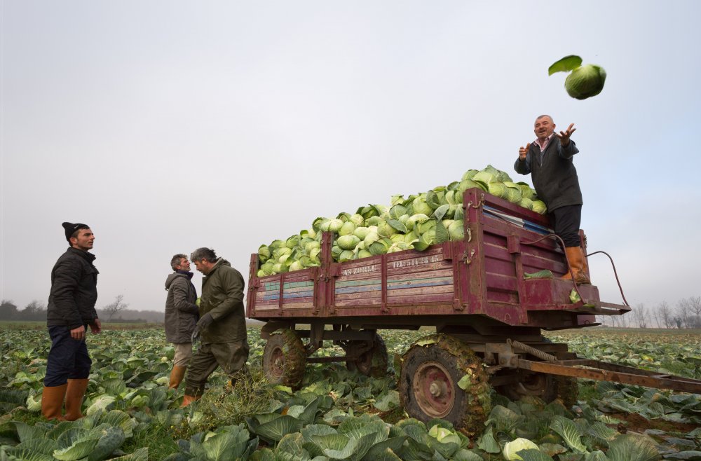 cabbage harvest von durmusceylan