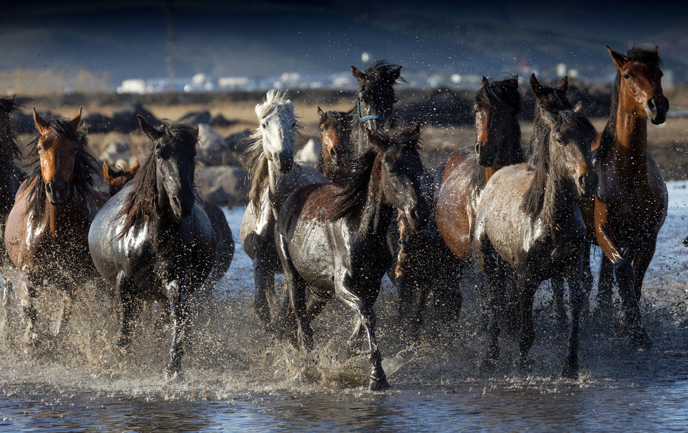 horses von durmusceylan