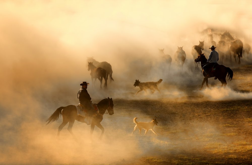 horses von durmusceylan