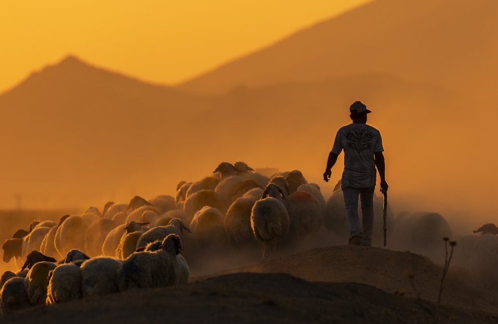 shepherd von durmusceylan