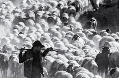 shepherd