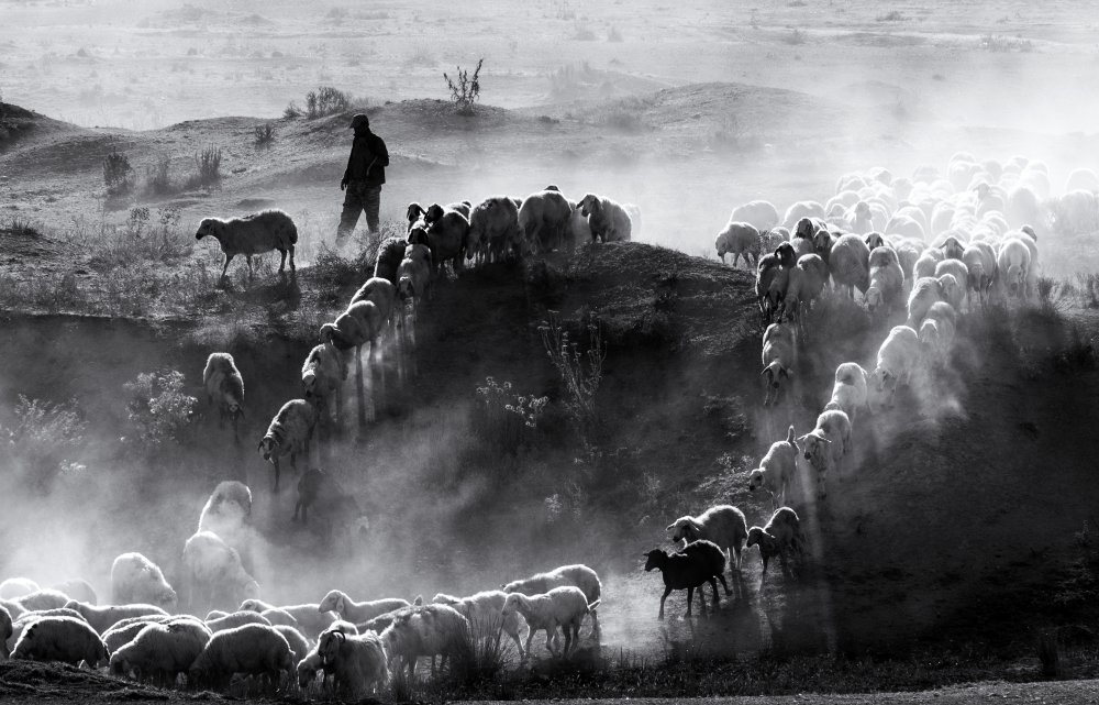 sheep herd von durmusceylan