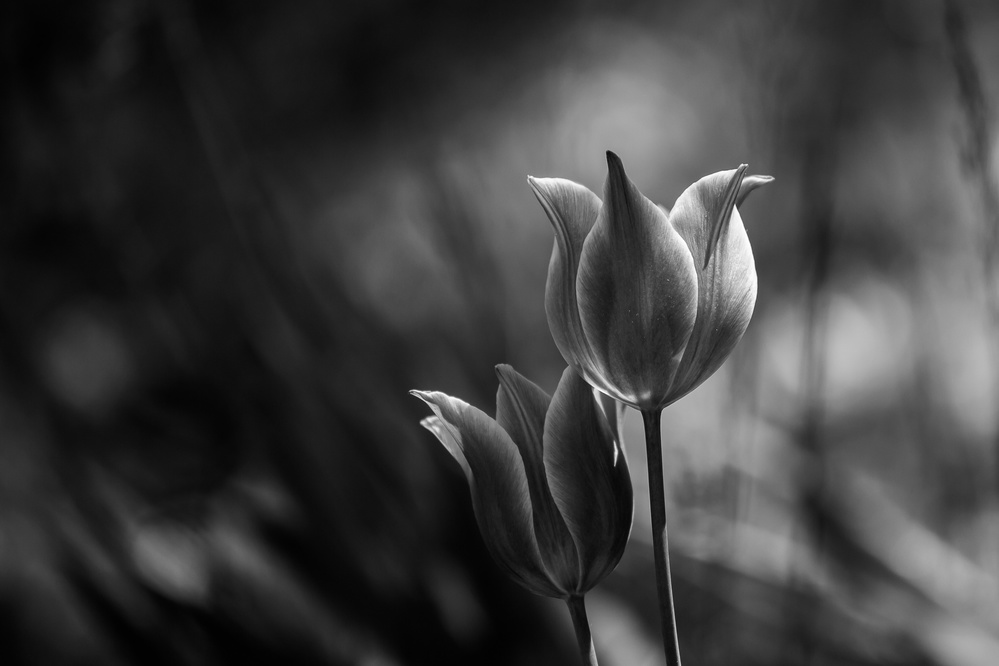 Tulips von Dusan Ljubicic