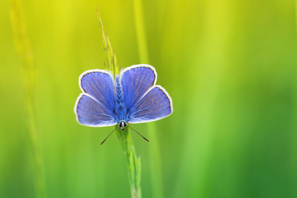 Polyommatus icarus von Dusan Macko