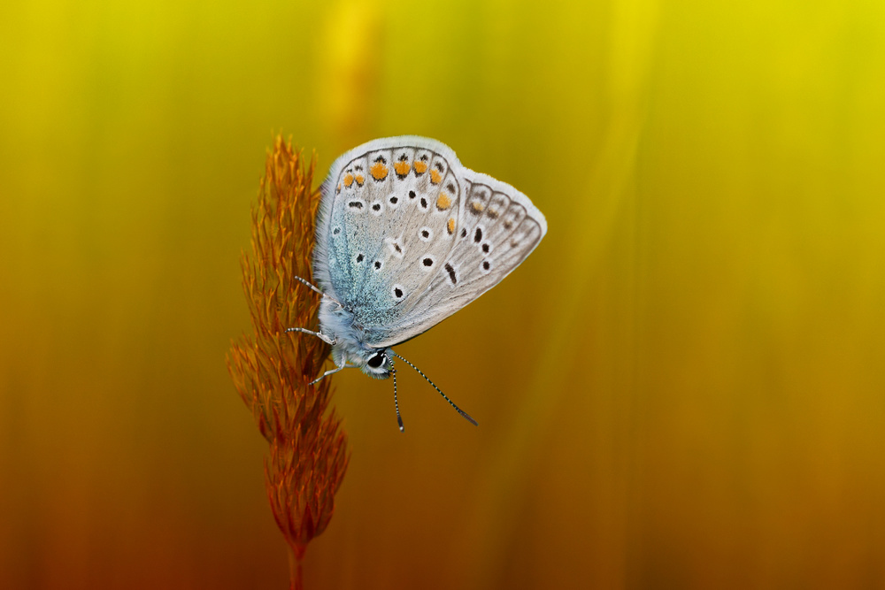 Polyommatus icarus von Dusan Macko