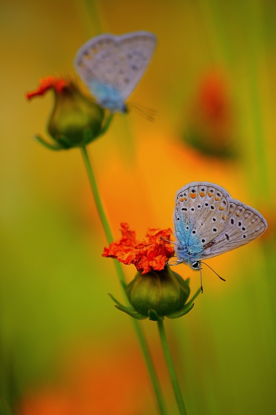 butterfly von Ebrahim Bakhtari bonab