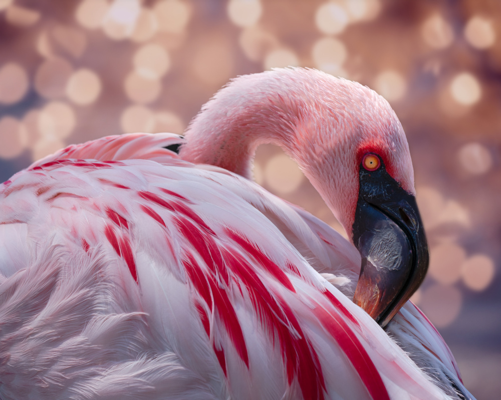 Flamingo at the Zoo von Ed Esposito