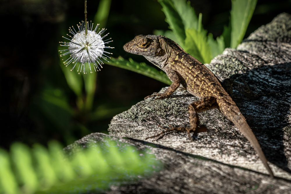 Iguana and Buttonbush von Ed Esposito