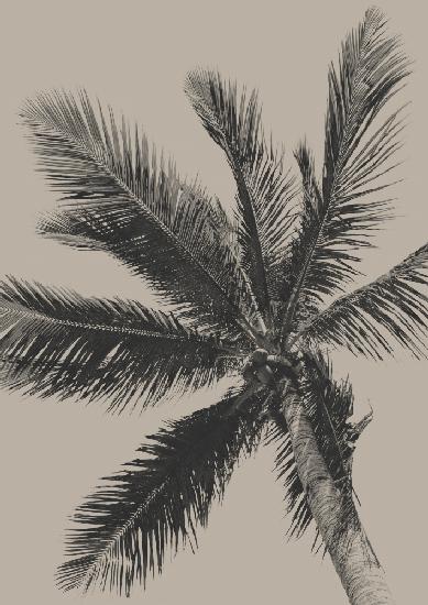 Palm Tree