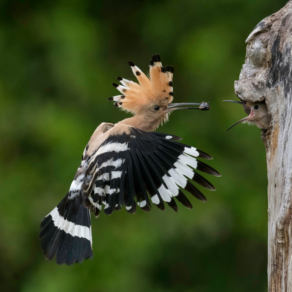 Feeding von Eddy Helsen