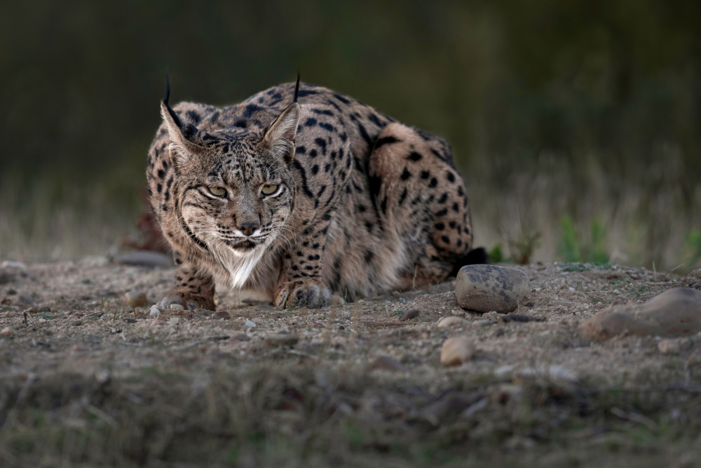 Iberian Lynx von Eddy Helsen