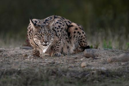 Iberian Lynx