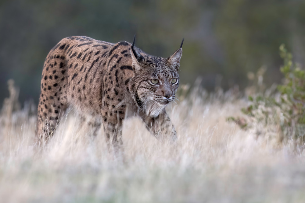 Iberian Lynx von Eddy Helsen