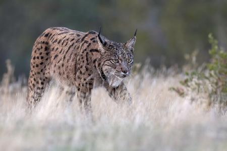 Iberian Lynx