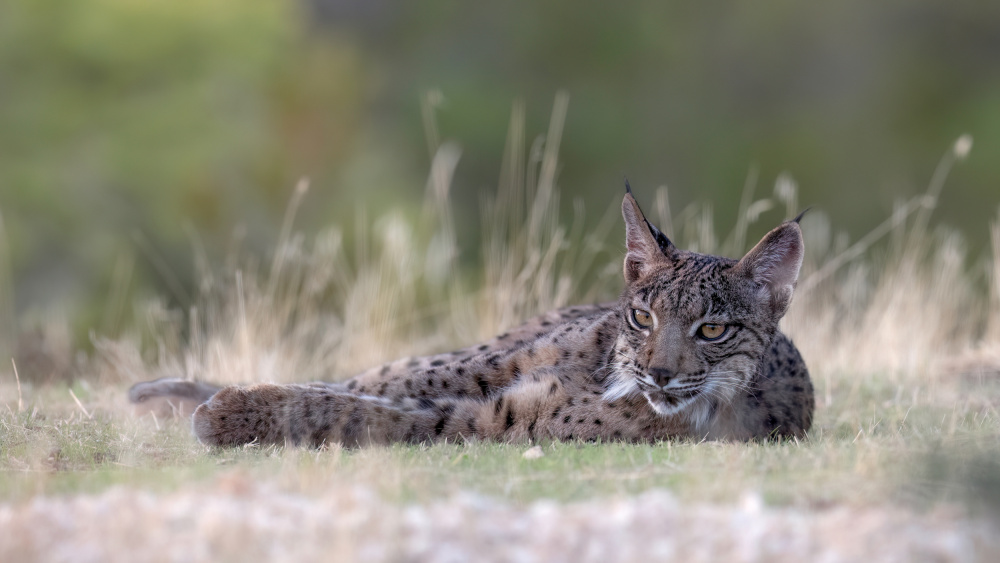 Young Iberian Lynx von Eddy Helsen