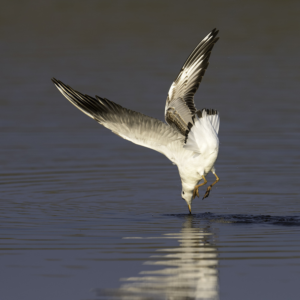 Seagull von Eddy Helsen