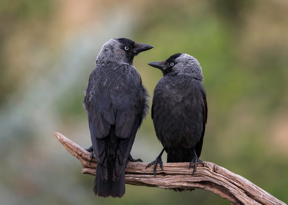 Couple von Eddy Helsen