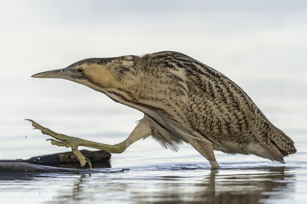 Bittern von Eddy Helsen