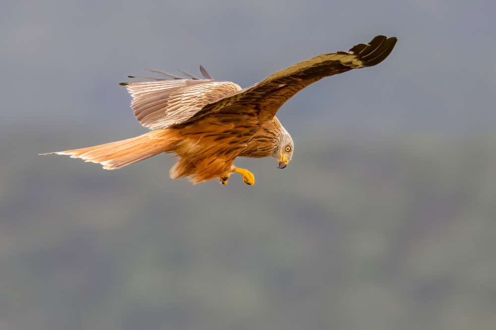 Red Kite von Eddy Helsen